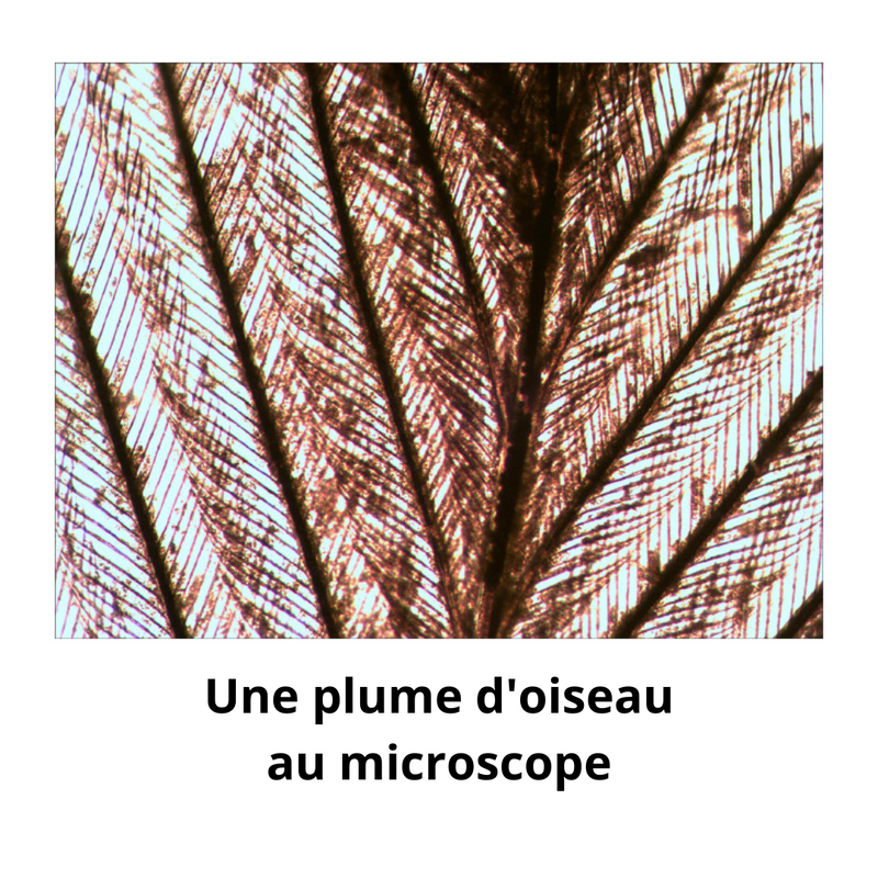 Microscope Levenhuk Rainbow 50L Plus Moonstone